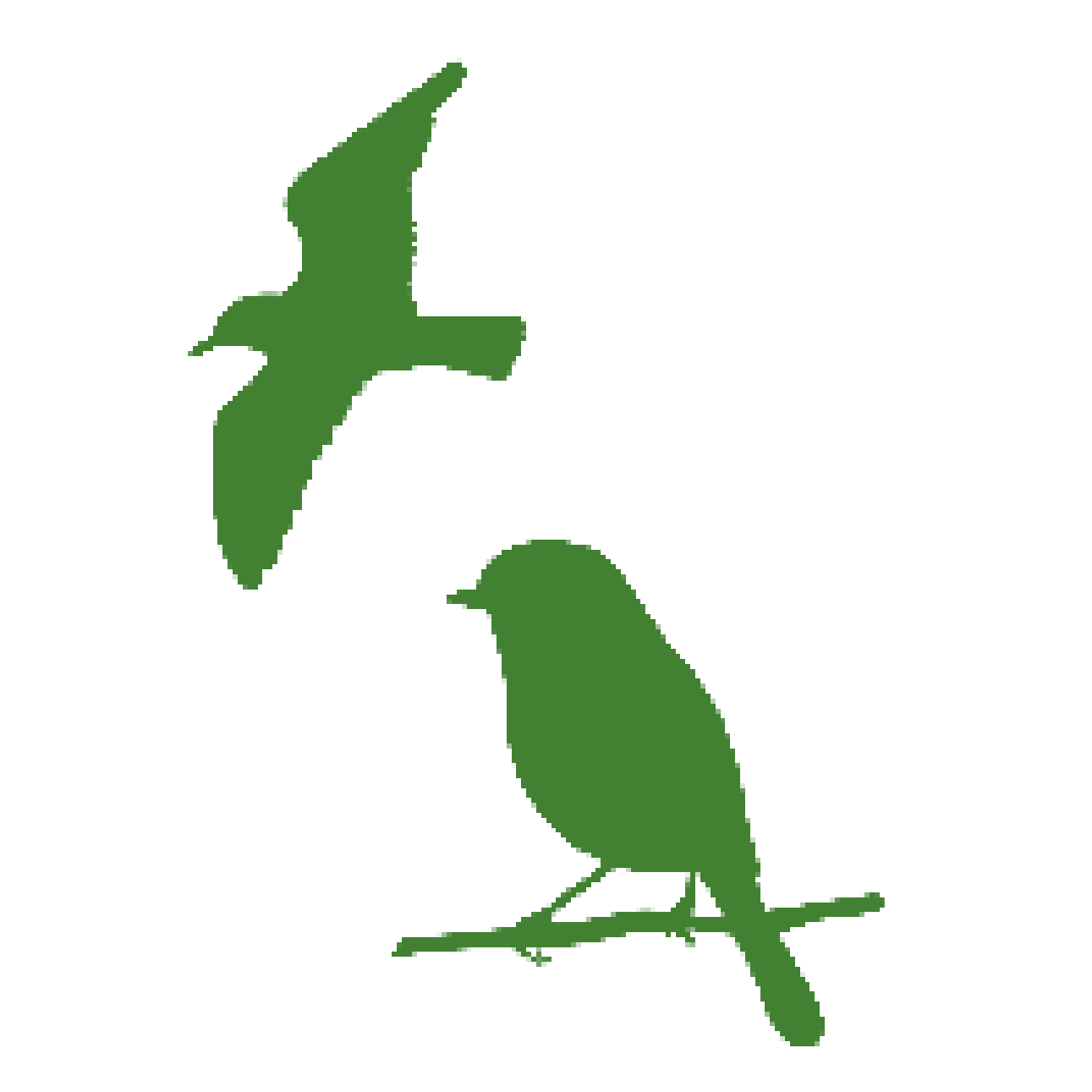 birds